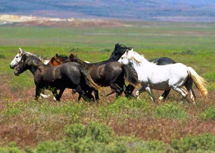 wild-horses-nevada