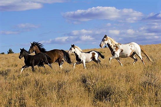 wild-horses-nevada