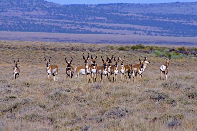 nevada-antelope