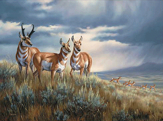 nevada-antelope