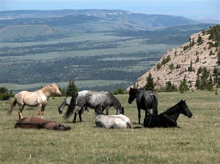 wild-horses-nevada