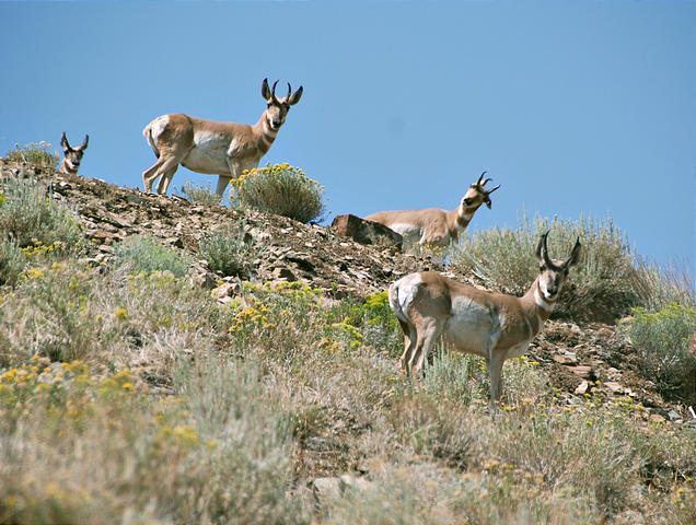 pronghorn-antelope-nevada