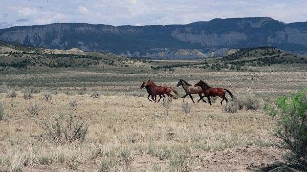 wild-horses-nevada
