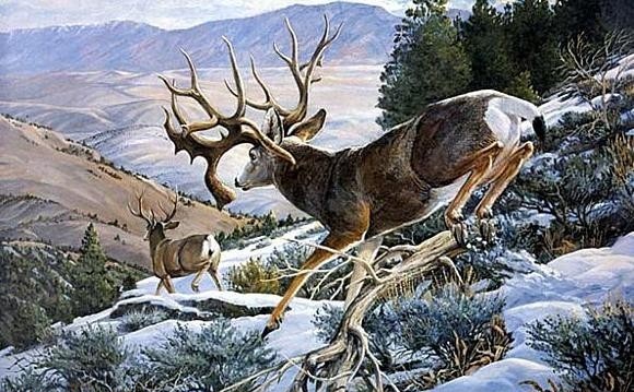 nevada-mule-deer