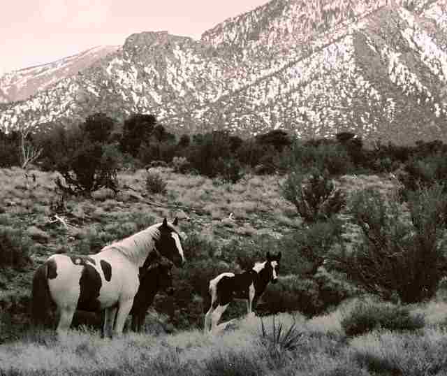 1 wild horses @cold creek wild-horses-nevada-land-for-sale