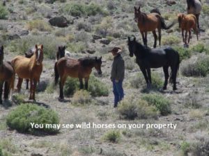 wild-horses-nevada-land-for-sale