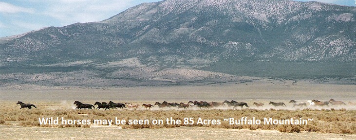 1 wild horses below Treasure Mt wild-horses-nevada-land-for-sale