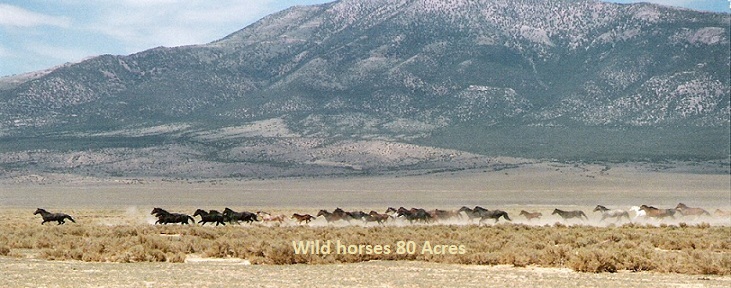 Wild horses Nevada wild-horses-nevada-land-for-sale