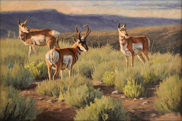 antelope attention nevada-wildlife-land-for-sale
