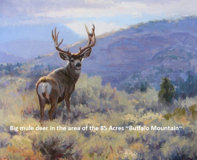 big mule deer 5 -lg nevada-deer-land-for-sale