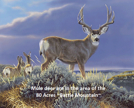 big mule deer nevada-wildlife-deer-land-for-sale