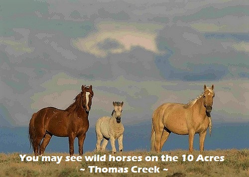 21 wild-horses-nevada-land-for-sale