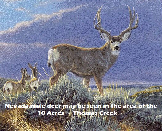 big mule deer looking nevada-mule-deer-land-for-sale