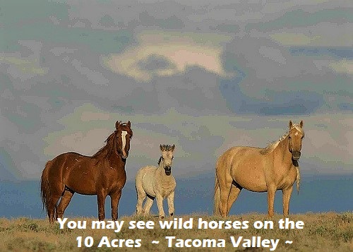 1-wild horses nv wild-horses-nevada-land-for-sale