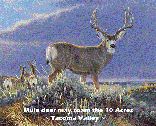 big mule deer looking nevada-deer-land-for-sale