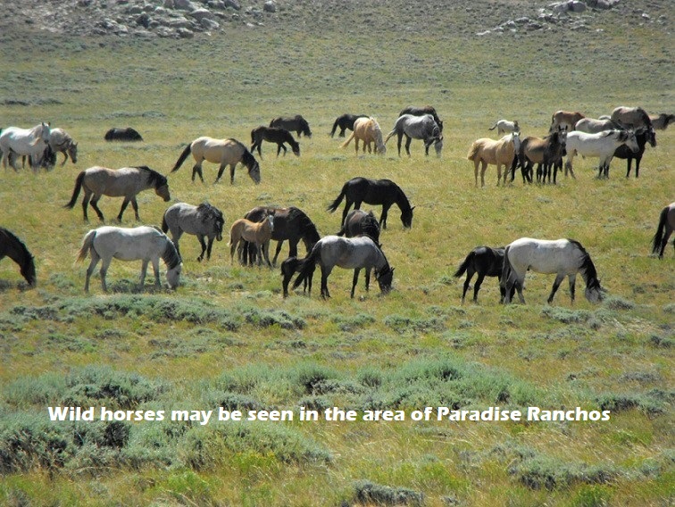 1 Wild-Horses- meadow.med wild-horses-nevada-land-for-sale