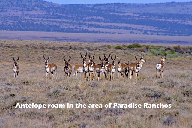 antelope stand nevada-wildlife-land-for-sale