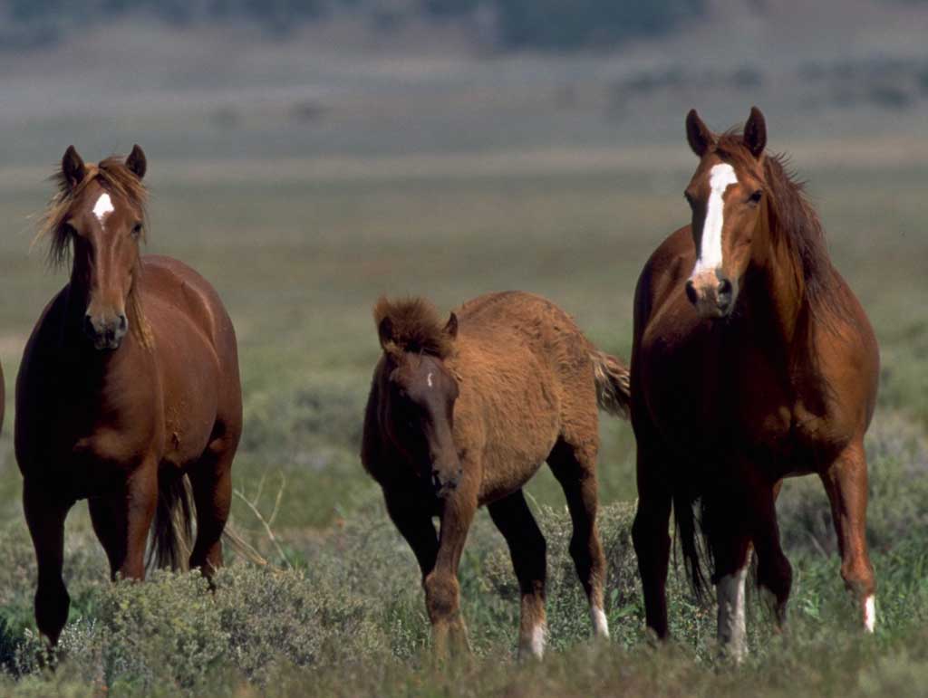 wildhorses3 nevada-wild-horses-land-for-sale