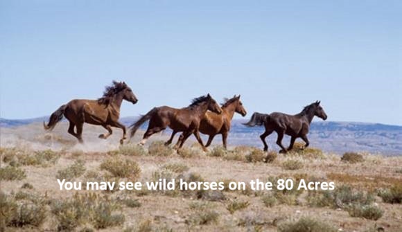 80-12 nevada-wild-horses-land-for-sale